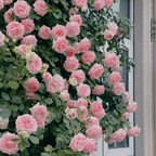 🔥LAST DAY 50% OFF - 🌺Climbing Rose Seeds🏆