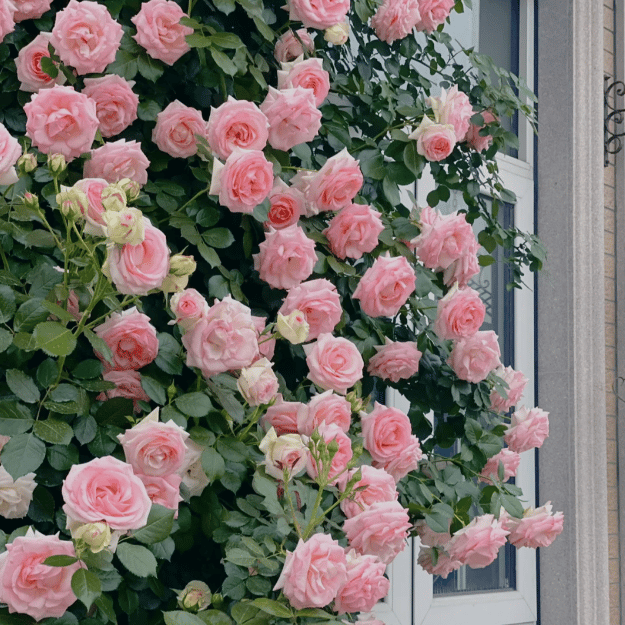 🔥LAST DAY 50% OFF - 🌺Climbing Rose Seeds🏆