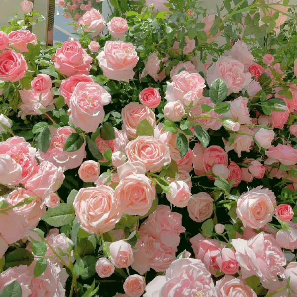 🔥LAST DAY 50% OFF - 🌺Climbing Rose Seeds🏆