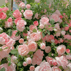 🔥LAST DAY 50% OFF - 🌺Climbing Rose Seeds🏆