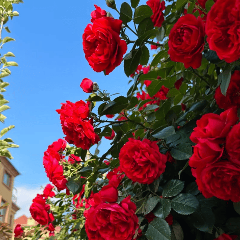 🔥LAST DAY 50% OFF - 🌺Climbing Rose Seeds🏆