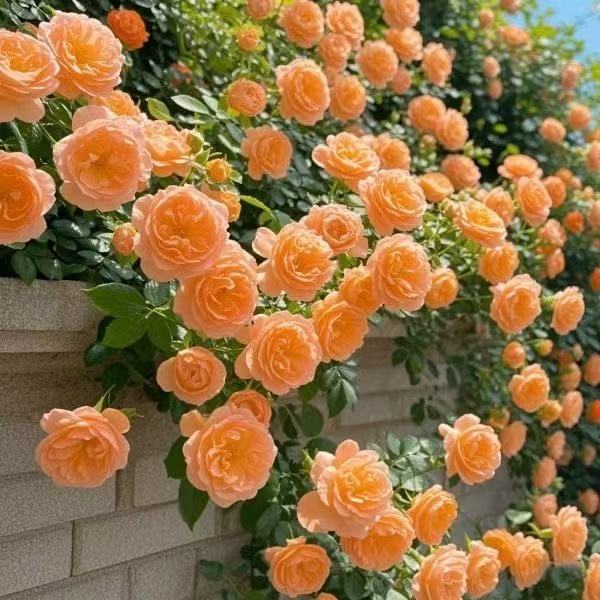 🔥LAST DAY 50% OFF - 🌺Climbing Rose Seeds🏆