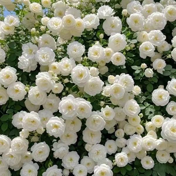 🔥LAST DAY 50% OFF - 🌺Climbing Rose Seeds🏆