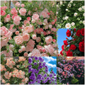 🔥LAST DAY 50% OFF - 🌺Climbing Rose Seeds🏆