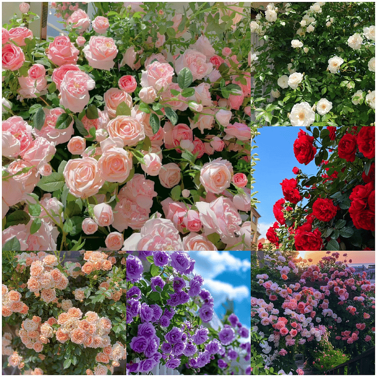 🔥LAST DAY 50% OFF - 🌺Climbing Rose Seeds🏆