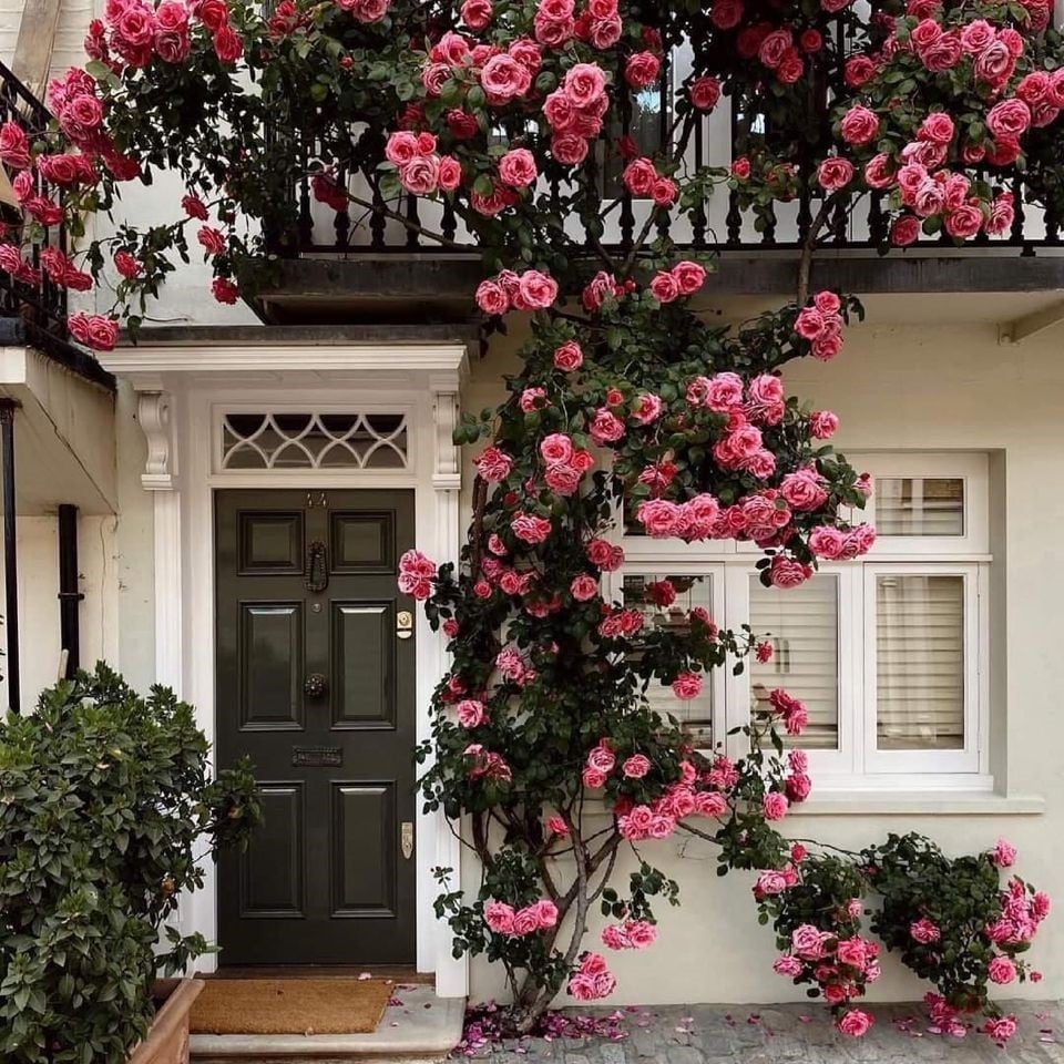 🔥LAST DAY 50% OFF - 🌺Climbing Rose Seeds🏆