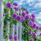 🔥LAST DAY 50% OFF - 🌺Climbing Rose Seeds🏆