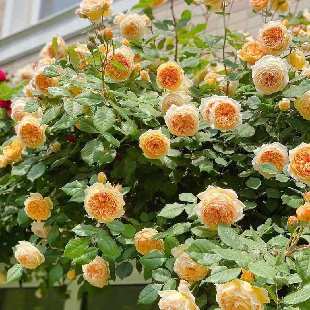 🔥LAST DAY 50% OFF - 🌺Climbing Rose Seeds🏆