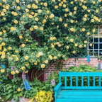 🔥LAST DAY 50% OFF - 🌺Climbing Rose Seeds🏆