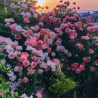 🔥LAST DAY 50% OFF - 🌺Climbing Rose Seeds🏆