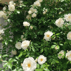 🔥LAST DAY 50% OFF - 🌺Climbing Rose Seeds🏆