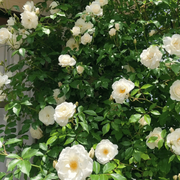 🔥LAST DAY 50% OFF - 🌺Climbing Rose Seeds🏆