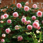🔥LAST DAY 50% OFF - 🌺Climbing Rose Seeds🏆
