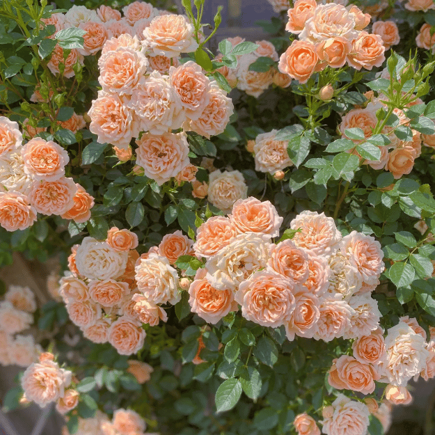 🔥LAST DAY 50% OFF - 🌺Climbing Rose Seeds🏆